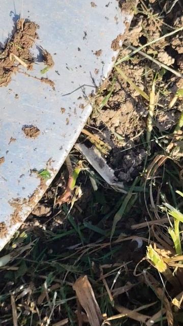 # нашли паука # яйцом на сзади #паук несёт яйцо #