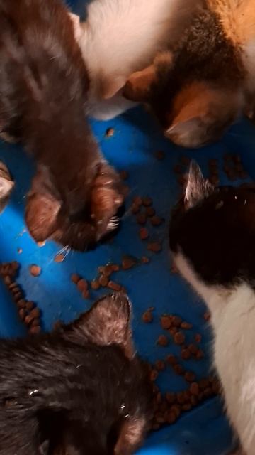 Кошечки стаоушки всю жизнь со мной.💖🙏