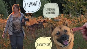 Встретили лося Степана, позвали Аню и стали наблюдать, что получится. Лось немного утомился