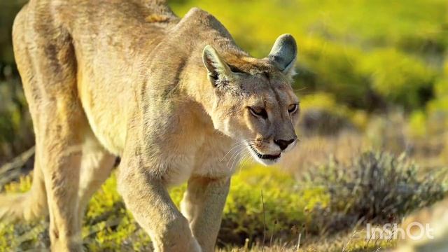 Peder B. Helland - Thoughtful Beautiful Calm Relaxing Music Animals - Wildlife смотреть онлайн