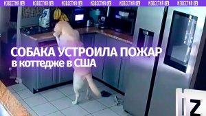 Лабрадор в США устроил пожар в доме: погибли две кошки и собака