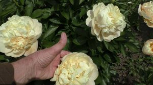 Пион Peach and Cream