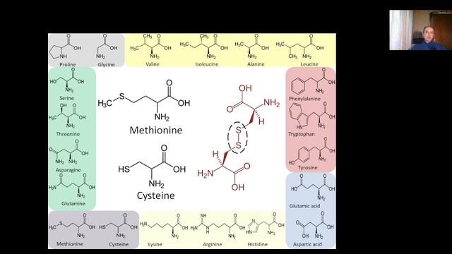 Lecture 4 Translation and Protein biosynthesis Part2 Translation in Prokaryotes смотреть онлайн