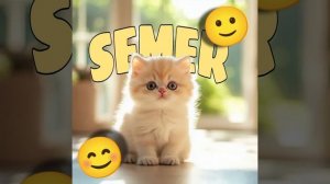 ава для SEMER