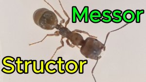 «Муравьи-жнецы в макро: как мы расширяем дом для Messor structor»