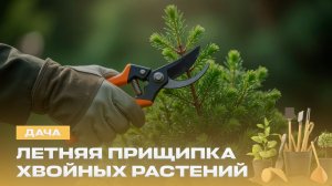 Какие пионы самые красивые? Чем подкармливать цветущие кусты? | Дача