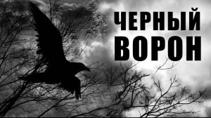 Невероятная история спасения лесного ворона