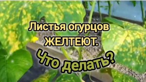 ЛИСТЬЯ ОГУРЦОВ ЖЕЛТЕЮТ. ЧТО ДЕЛАТЬ_
