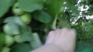 Загородила компостную кучу, поставила подпорку под яблоню.