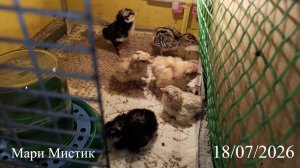НЕ надо паниковать ! 18/07/26 Отличный результат при НЕ правильной инкубации яиц кур. #мари_мистик
