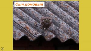 И что это там? Сыч домовый - маленькая сова