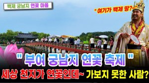부여 궁남지 연꽃축제! 한국인 이라면 꼭 가봐야 할 백제 궁남지 연꽃마을을 찾아서! 서울여행워커