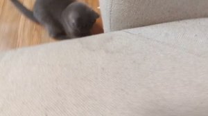 моя кошка играет.