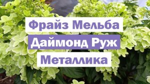 Обзор метельчатых гортензий: ФРАЙЗ МЕЛЬБА, ДАЙМОНД РУЖ, МЕТАЛЛИКА