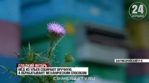 Сладкий янтарь: крымские пчеловоды приступили к сбору мёда