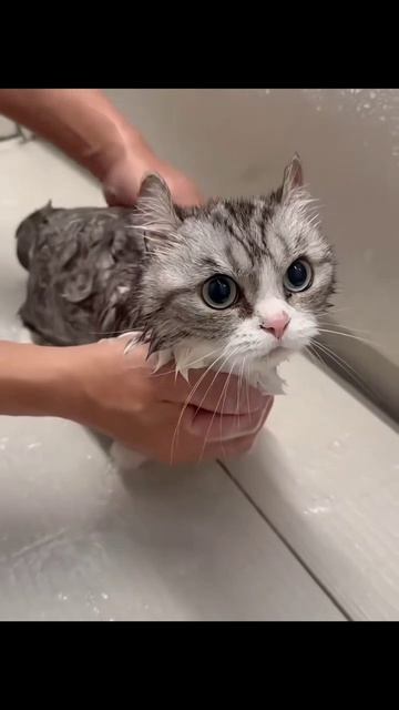 Кошки моются
