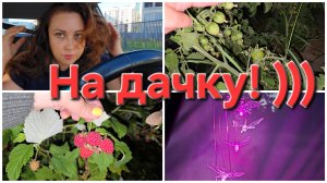 17-07-2026 Собрала еду детям и поехали на дачу, а тут столько перемен!