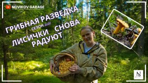 Грибная разведка 17 июля 2026. Выборгский район.