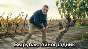 Вырубаем виноград, что случилось?