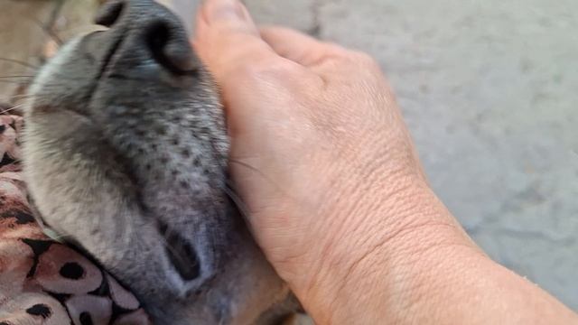 Арменчик гуляка.Пыталась Умку освежить,жарко очень 🐶🌞😻