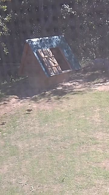 VID_20260718_132638