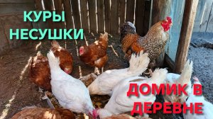Жизнь в деревне Не перекармливайте кур-несушек ничего хорошего из этого не получится