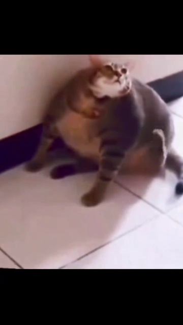 Толстый кот чешется