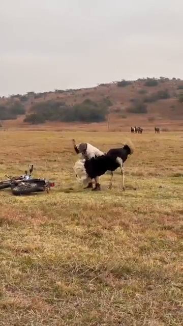 Ostrich attack man South Africans are tough ostrich farming southafrica jacquesgrobler