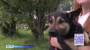 Усы, лапы и хвост: вологжане могут помочь обрести новый дом спасённым животным