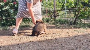 Баларис АЙСБЕРГ,  1 месяц 26 дней.