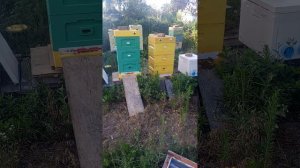 Начал обработку пчёл от клеща .💊