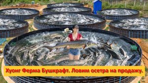 Хуонг Ферма Бушкрафт. Вьетнам. Ловим осетра на продажу.