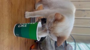 Когда твой кот любит кофе также , как и ты 😺 .
