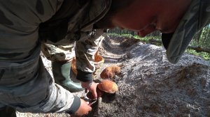 ЖАРА +30 НА ПЛЯЖ, НЕ ПОГНАЛИ В ЛЕС ЗА ГРИБАМИ! СБОР БЛАГОРОДНЫХ ГРИБОВ В ИЮЛЕ \ ГРИБАЛКА 2026!