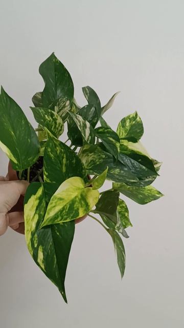 Взрослый Ауреум 💚💛 #сциндапсус #авито смотреть онлайн