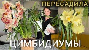 Плохо пахнут корни одного цимбидиума🤪 Гигантские орхидеи