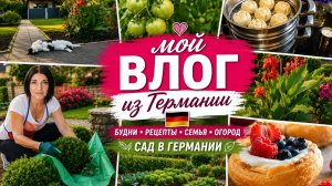 VLOG 🇩🇪 МАНТЫ ИЗ ГОТОВОГО ТЕСТА Это Очень вкусно ‼️Наша Дача Зделайте это/Десерт делаю этот ?
