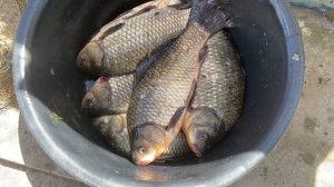 Карась с лодки на варган