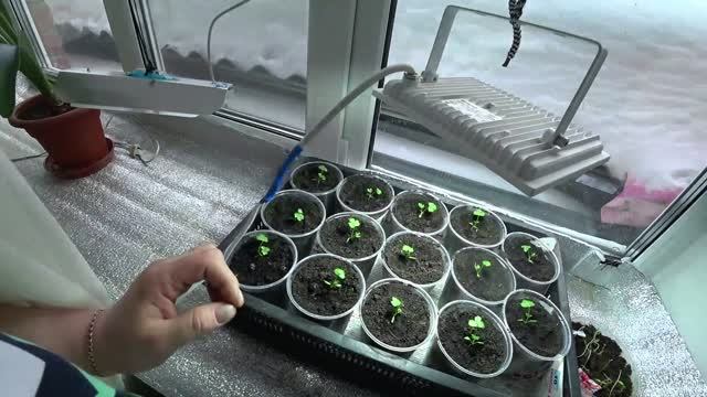 Влог от 25.02.2023 смотреть онлайн