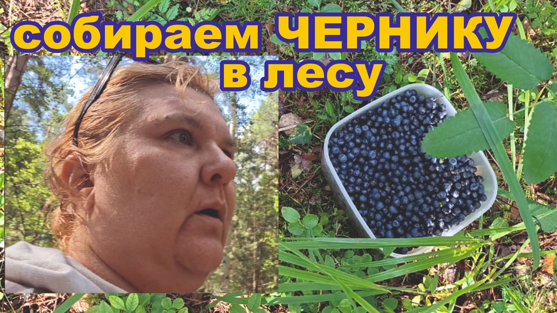 Собираем чернику в лесу, 04.07.26 смотреть онлайн