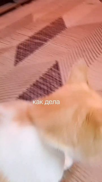 кот🥰🥰🥰