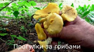 Прогулки за грибами. Вышел в воскресенье и набрал.