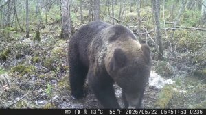 Видео от Красноярская тайга. Фотоловушки