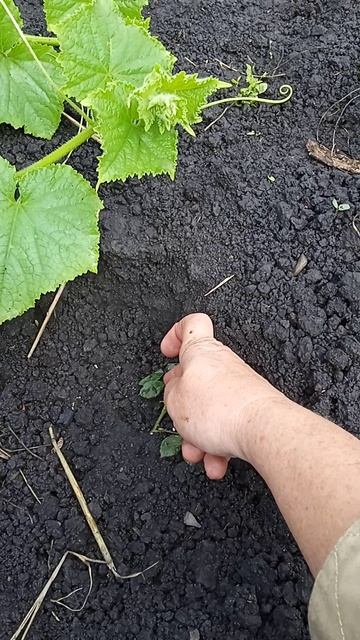 Черенковала розу. Неделю спустя.