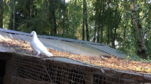 Ангел возвращается