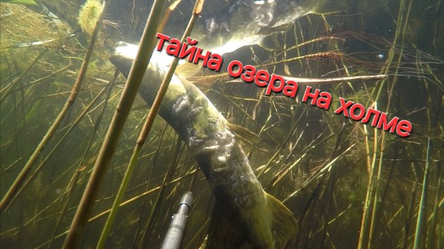 Разведка озера на холме. Красоты подводного мира озера. Гибель крупных щук. Разведка озера на холме. Красоты подводного мира озера. Гибель крупных щук.