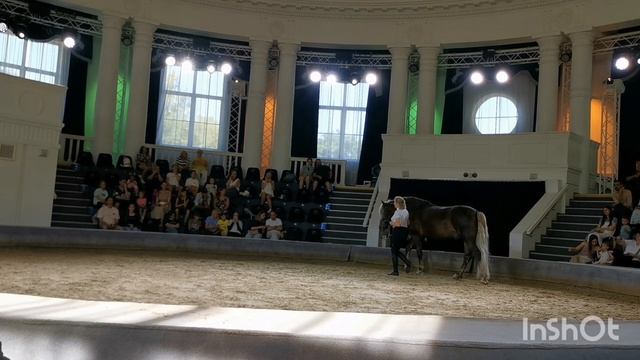Белорусская упряжная порода. Жеребец из сказки. смотреть онлайн
