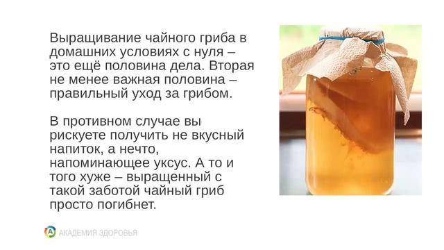 Как вырастить чайный гриб.Своими руками.