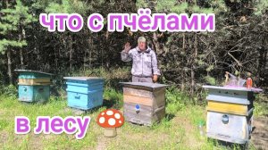 Как дела у пчёл на лесном точке. Пчеловодство Владимирской области.