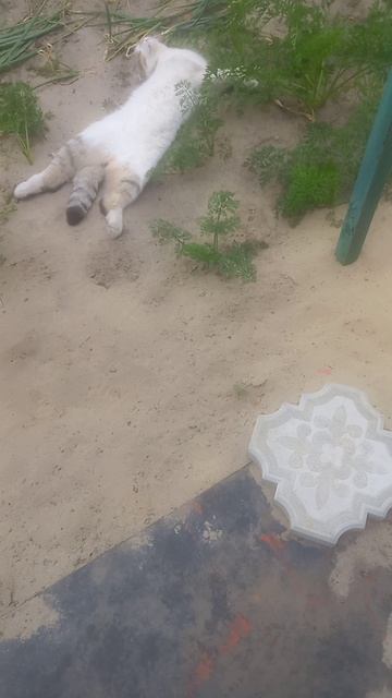 ОН ОБЕЩАЛ   ПОМОЧЬ